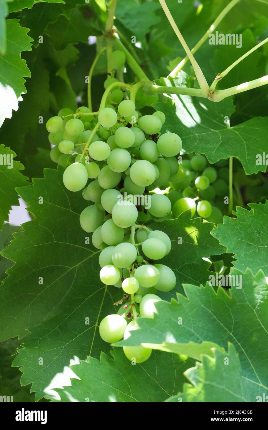 Inizio della maturazione delle uve verdi alla luce del sole Foto Stock