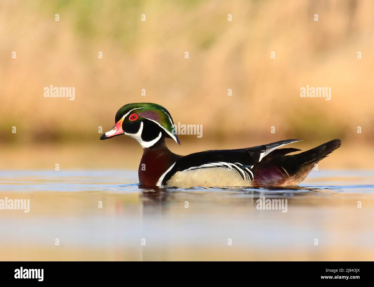 Un'anatra di legno di drake nell'allevamento del piumaggio durante la primavera al Seedskadee National Wildlife Refugee nella contea di Sweetwater, Wyoming. Foto Stock