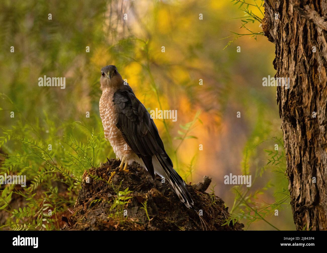 Falco di Coopers arroccato con sfondo lussureggiante Foto Stock