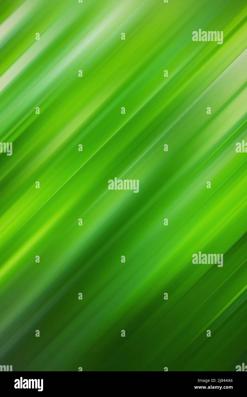 natura astratto sfondo sfocato verde Foto Stock