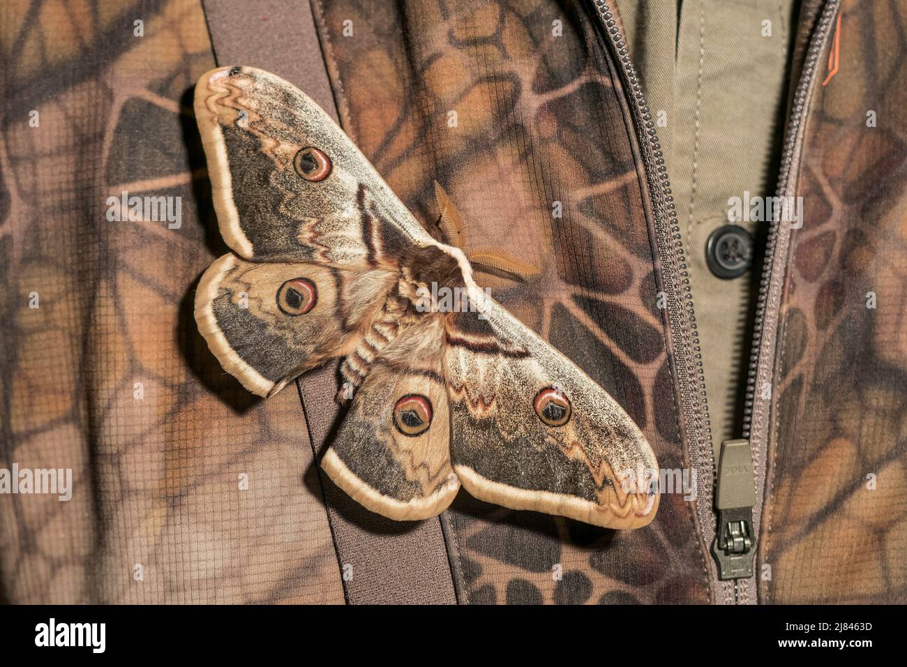 Gigantesco Peacock Moth, Saturnia pyri, singolo adulto che riposa su una giacca mimetizzarro, ultima Frontiera, Romania, 26 aprile 2022 Foto Stock