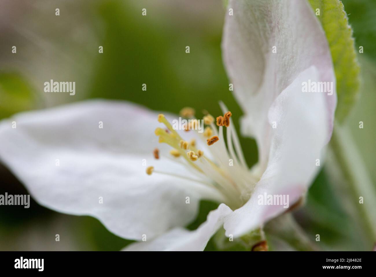 Primo piano vista del polline di un fiore di melo in primavera. Foto Stock