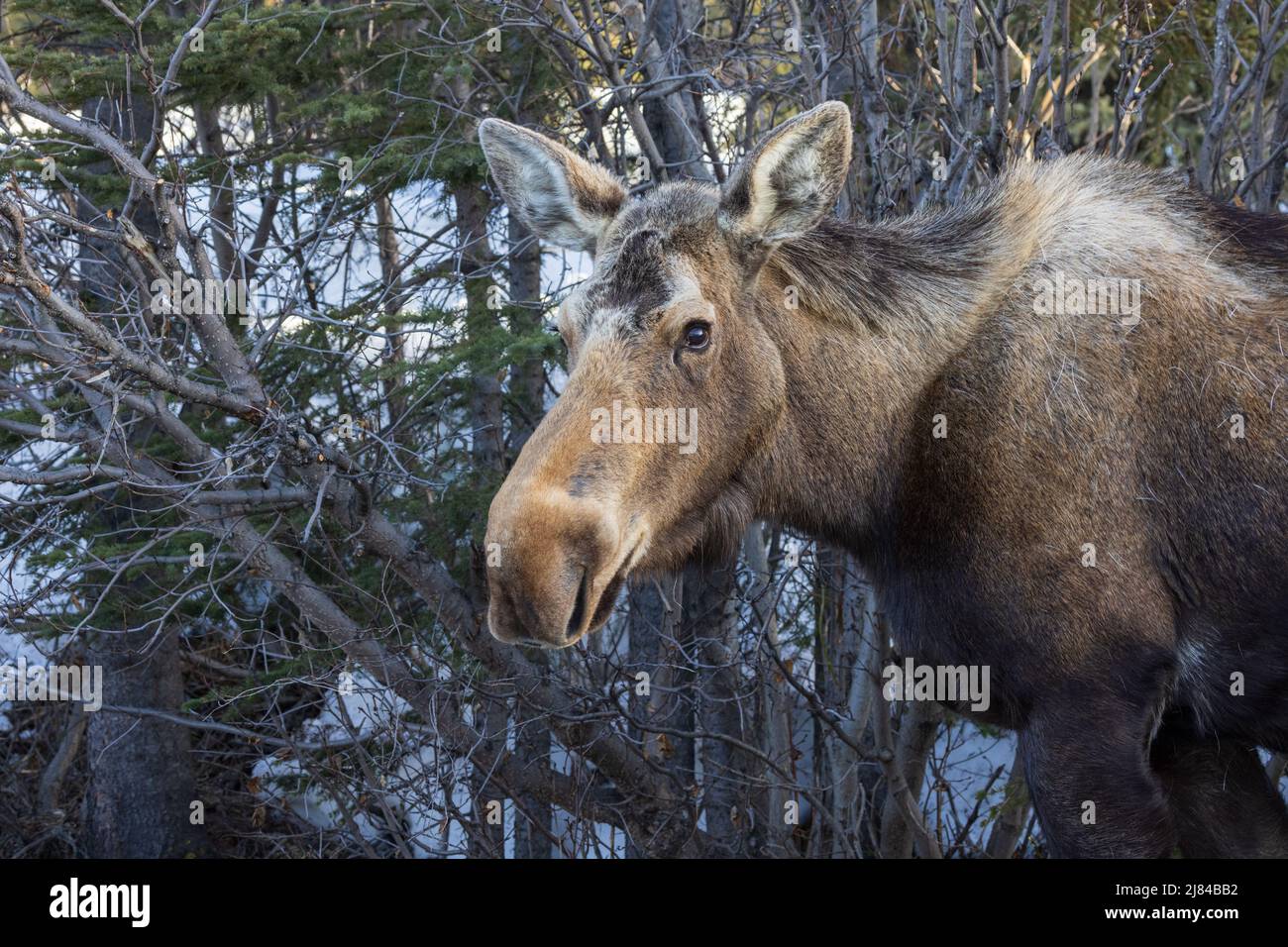 Un mucca Moose in Alaska Foto Stock