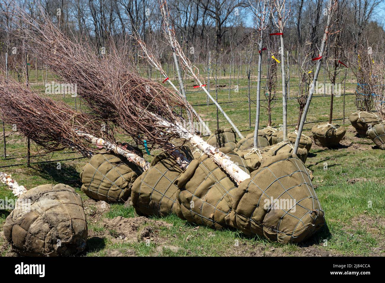 Alberi giovani al vivaio, pronti per piantare, Primavera, e USA, di James D Coppinger/Dembinsky Photo Assoc Foto Stock