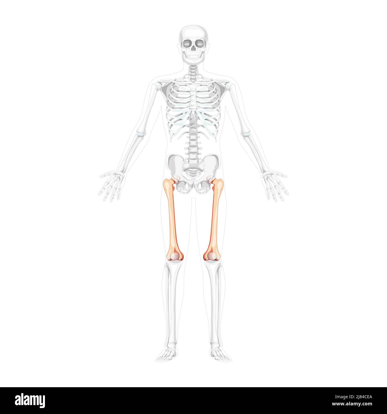 Scheletro femore coscia osso Vista frontale umana con due pose del braccio con posizione delle ossa parzialmente trasparente. Concetto di colore naturale piatto realistico illustrazione vettoriale dell'anatomia isolata su sfondo bianco Illustrazione Vettoriale
