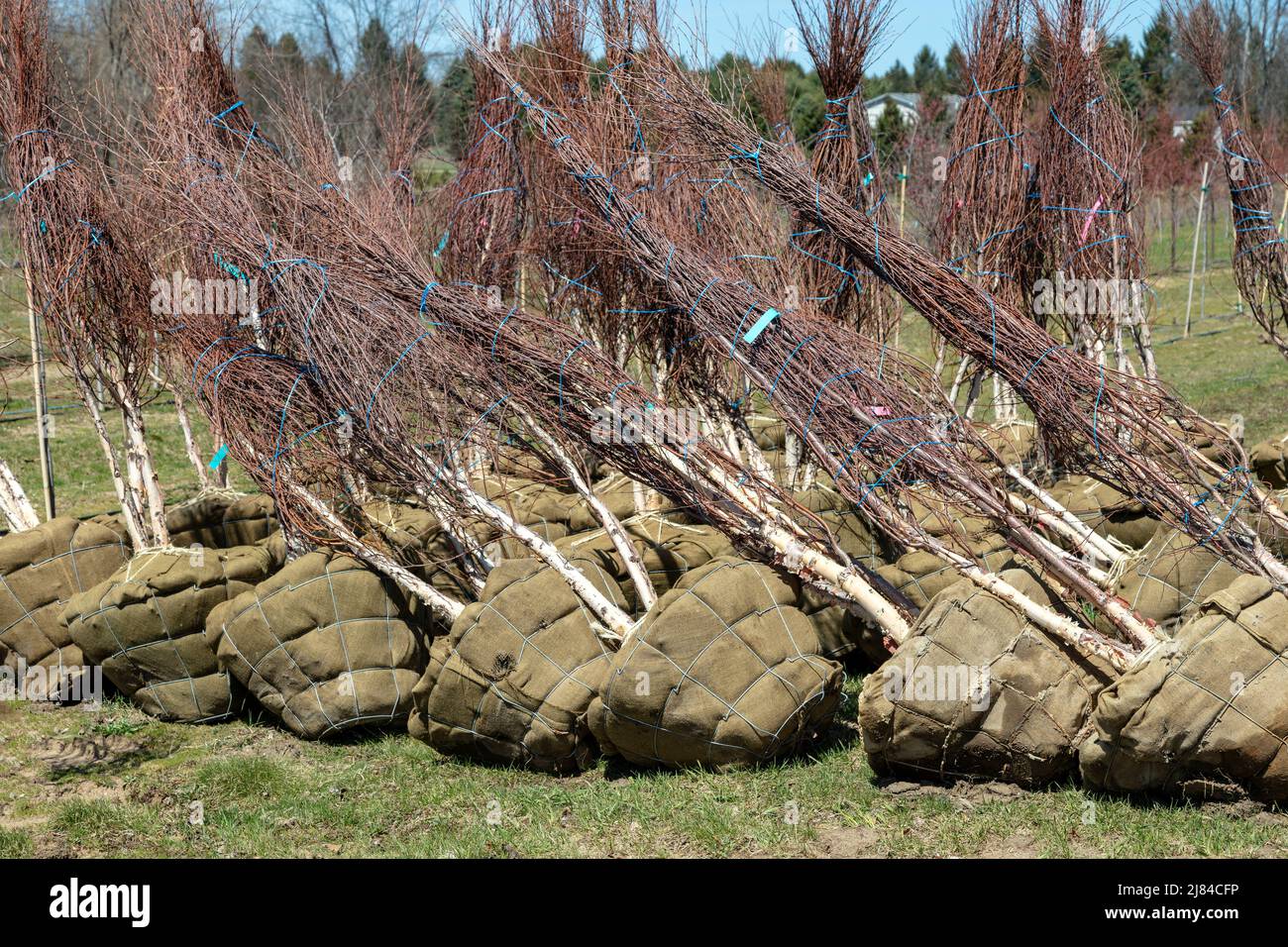 Alberi giovani al vivaio, pronti per piantare, Primavera, e USA, di James D Coppinger/Dembinsky Photo Assoc Foto Stock
