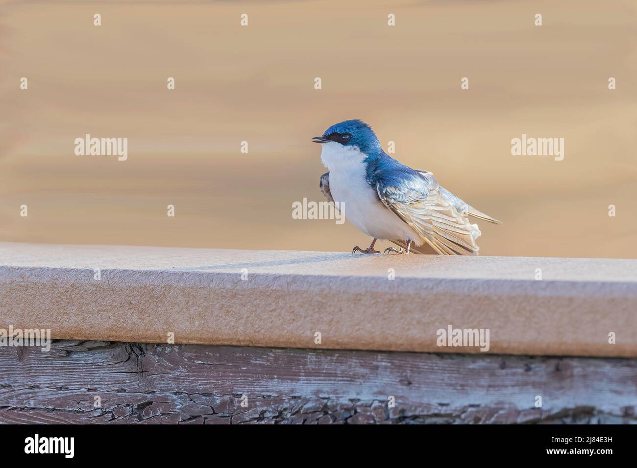 Un albero Swallow in Alaska Foto Stock