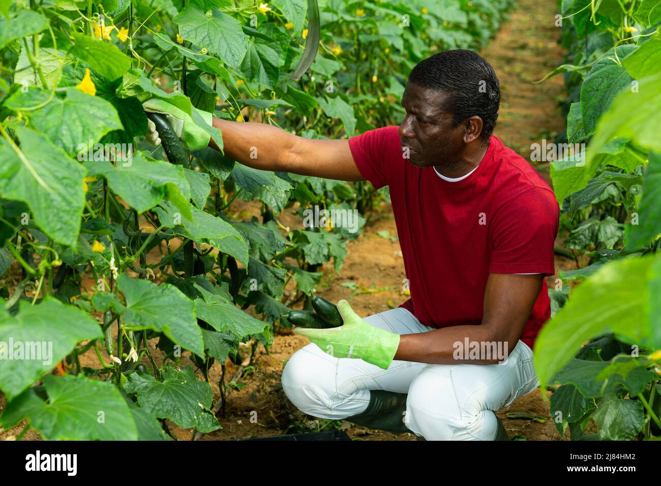 Cetrioli da raccolta afroamericani Foto Stock