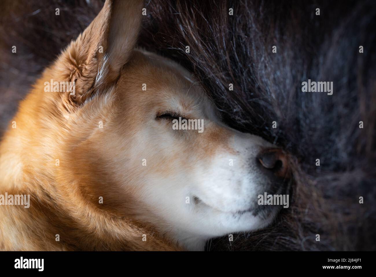 Primo piano di un cane Labrador Retriever giallo che dorme su un tappeto di muskox dai capelli lunghi, Arviat, Nunavut Canada Foto Stock