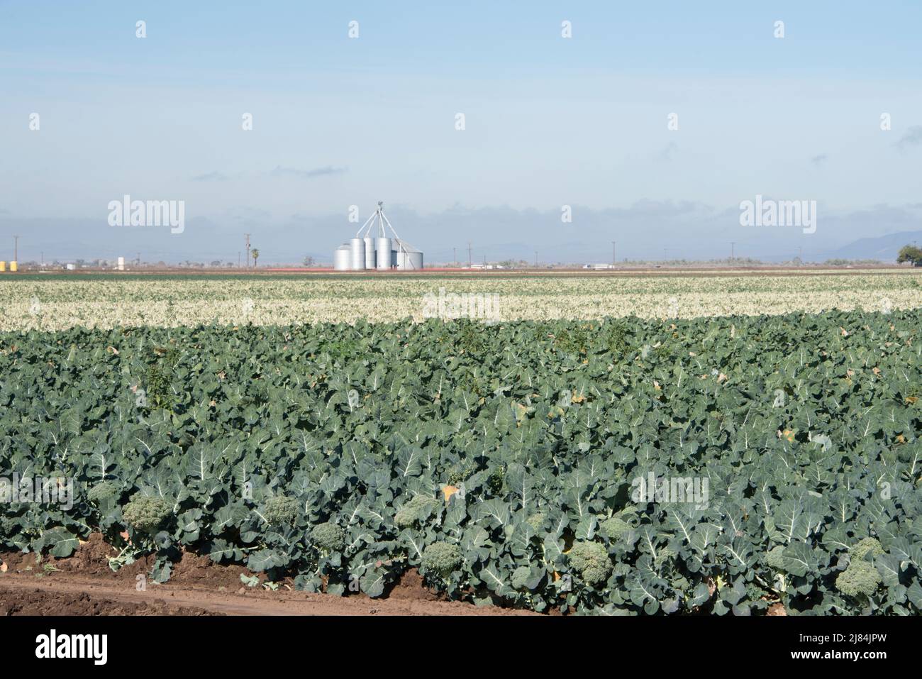 Le verdure mature sono pronte per essere raccolte o raccolte, Yuma, Arizona, USA Foto Stock