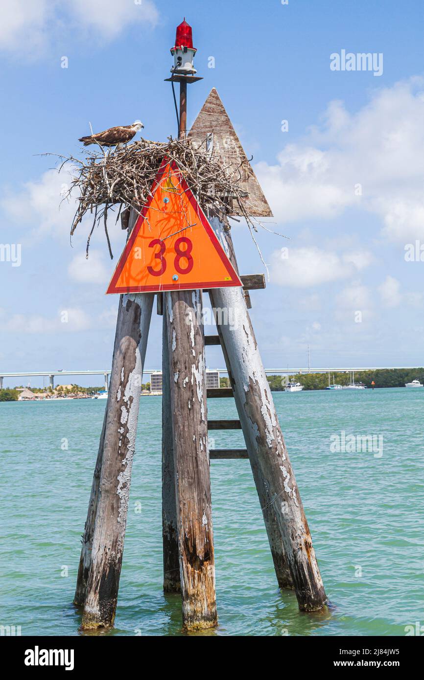 Florida Upper Key Largo Florida Keys, Blackwater Sound Florida Bay, US Route 1 Overseas Highway indicatore canale osprey nido acqua, Foto Stock