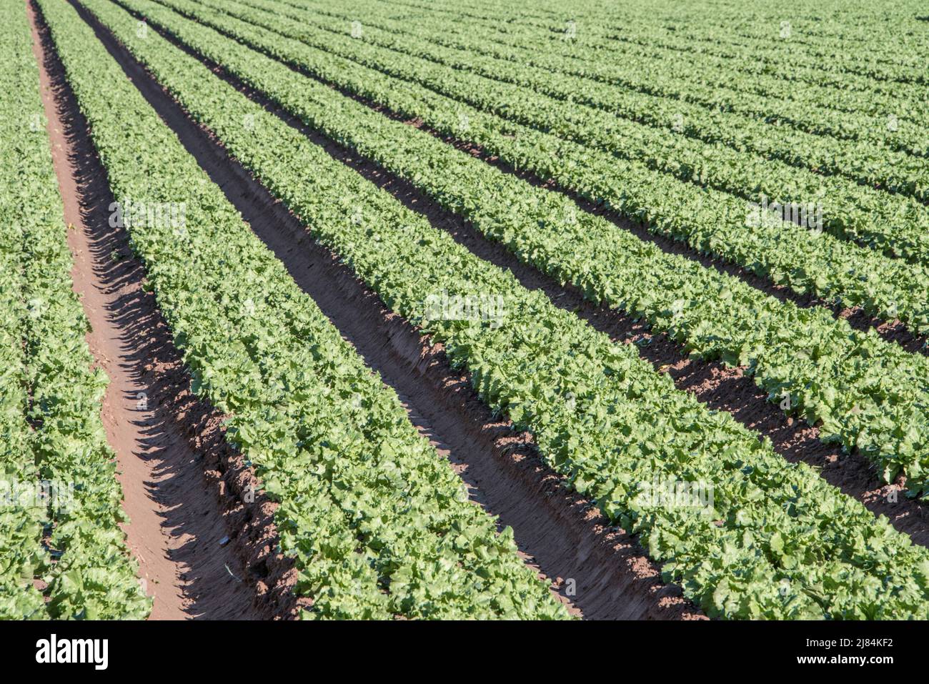 Truck raccolti di verdure, crescere in file diritte in modo che possano essere inondate irrigate. Arido ovest. Yuma, Arizona Foto Stock