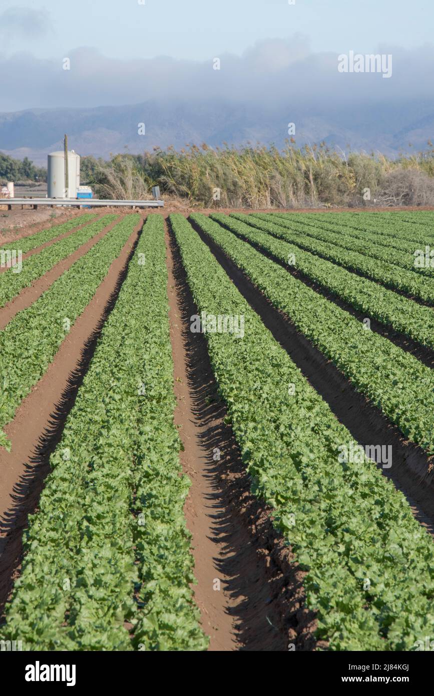 Truck raccolti di verdure, crescere in file diritte in modo che possano essere inondate irrigate. Arido ovest. Yuma, Arizona Foto Stock