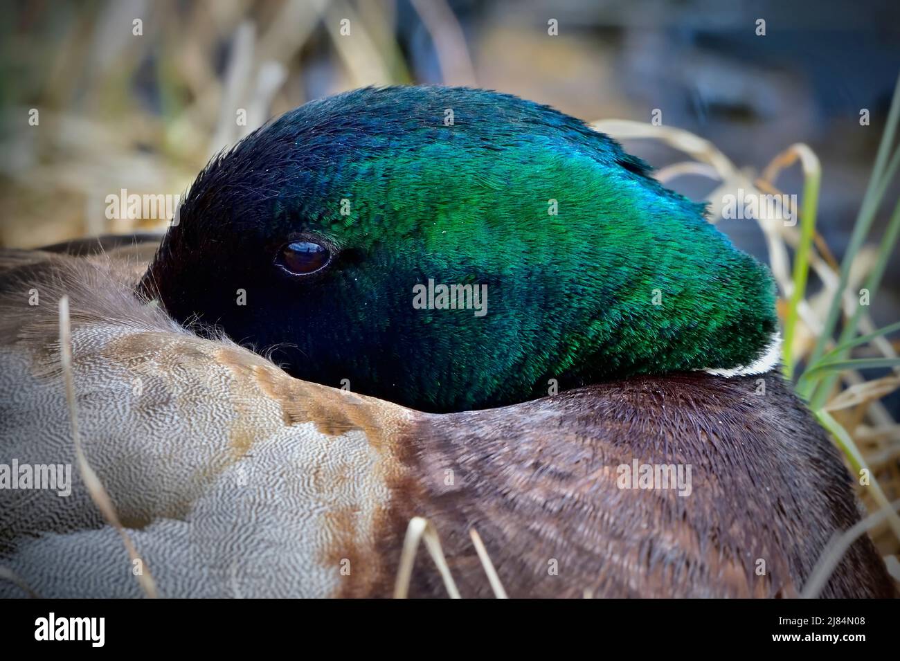 Un'immagine ravvicinata di un maschio Mallard Duck ' Anas platyrhynchos', che riposa e dorme con il suo conto nascosto sotto le ali. Foto Stock
