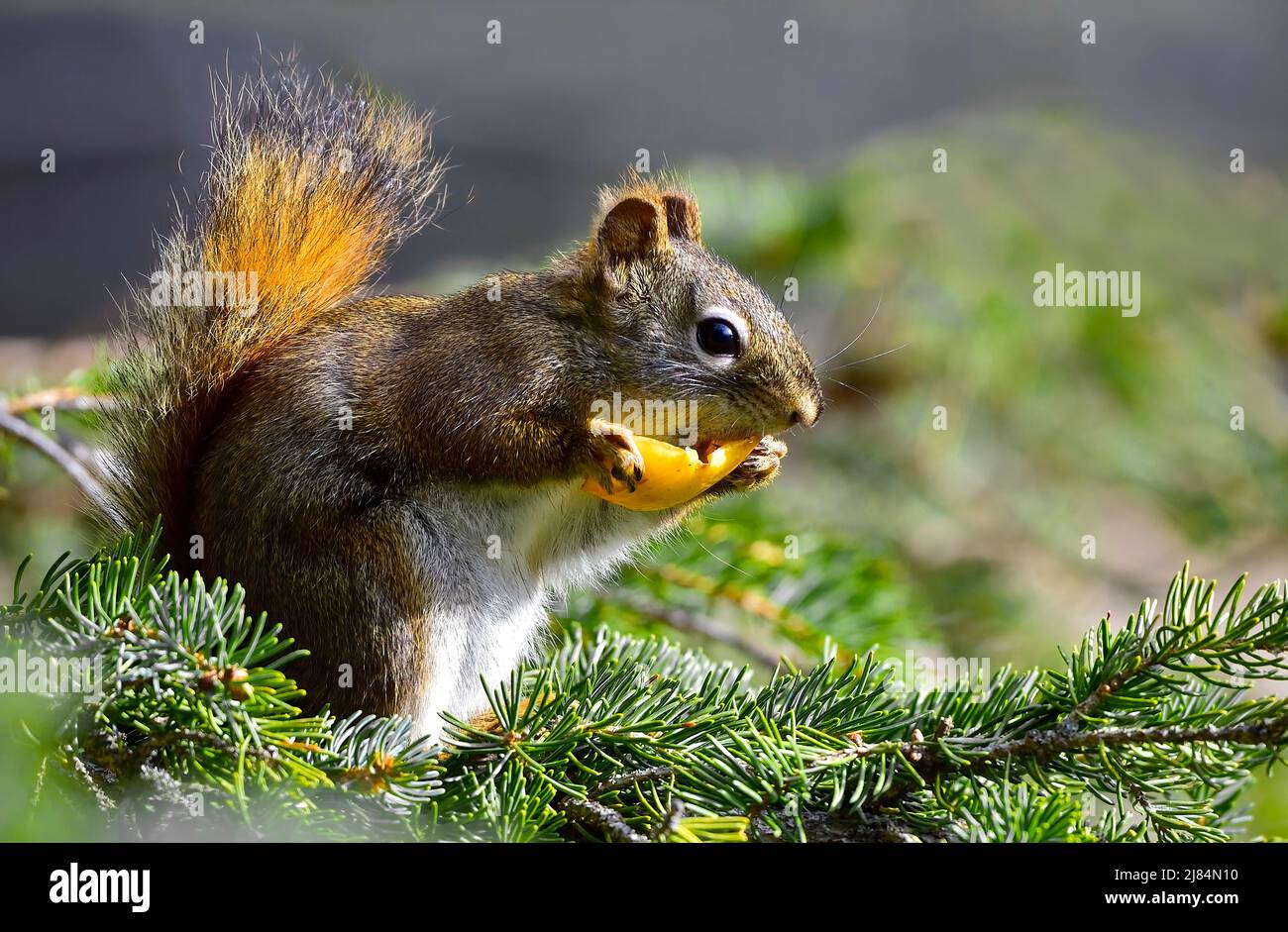 Uno scoiattolo rosso selvatico 'Tamiasciurus hudsonicus', che si nutre di un pezzo di frutta mentre si siede su un ramo di abete rosso nella rurale Alberta Canada Foto Stock