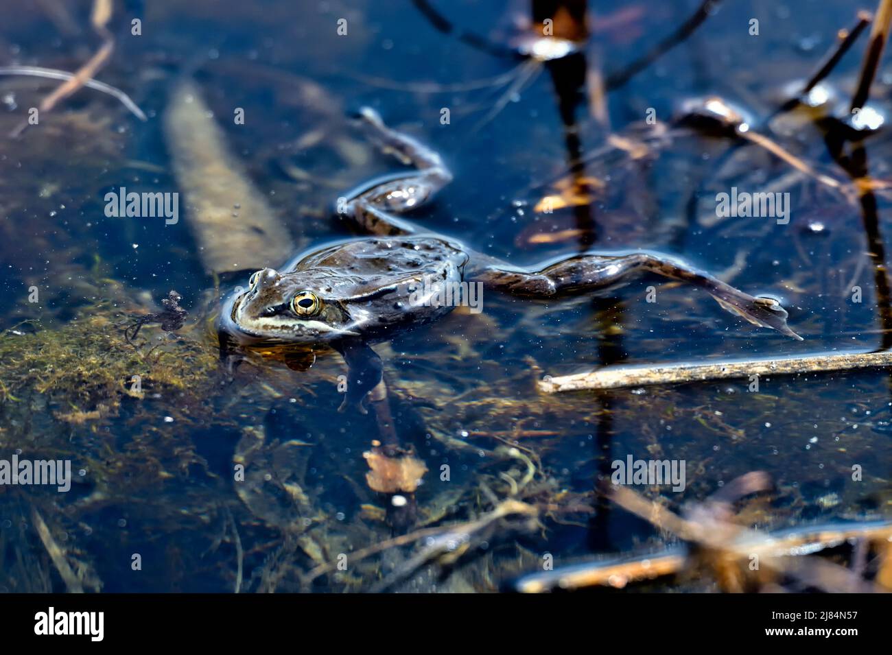 Una rana di legno, Rana sylvatica, in un habitat paludoso dell'Alberta Foto Stock