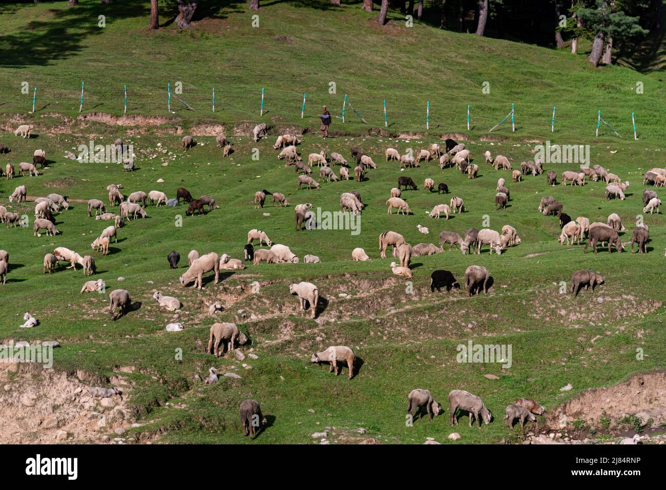 Baramulla, India. 11th maggio 2022. Un gregge di pecore visto pascolare durante una giornata di sole. (Foto di Idrees Abbas/SOPA Images/Sipa USA) Credit: Sipa USA/Alamy Live News Foto Stock