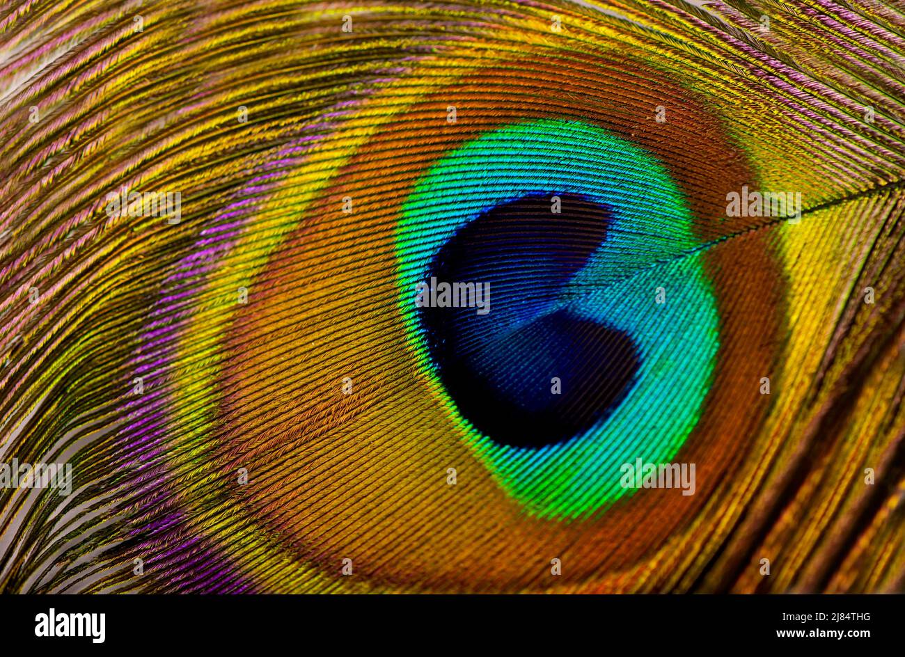 Macro di peacock feather isolato su bianco Foto Stock