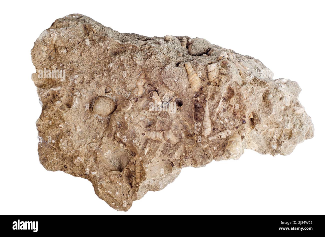 Concrezione con conchiglie fossili famiglia Turritellidae. Isolato su bianco Foto Stock