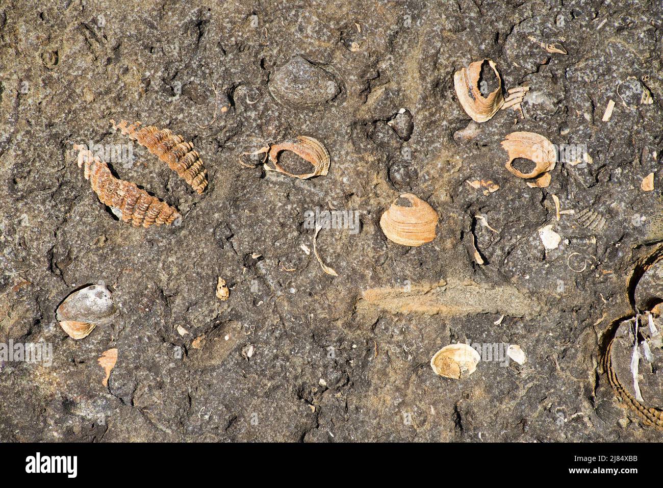 Conchiglie fossili di molluschi nelle concrezioni. Sfondo Foto Stock
