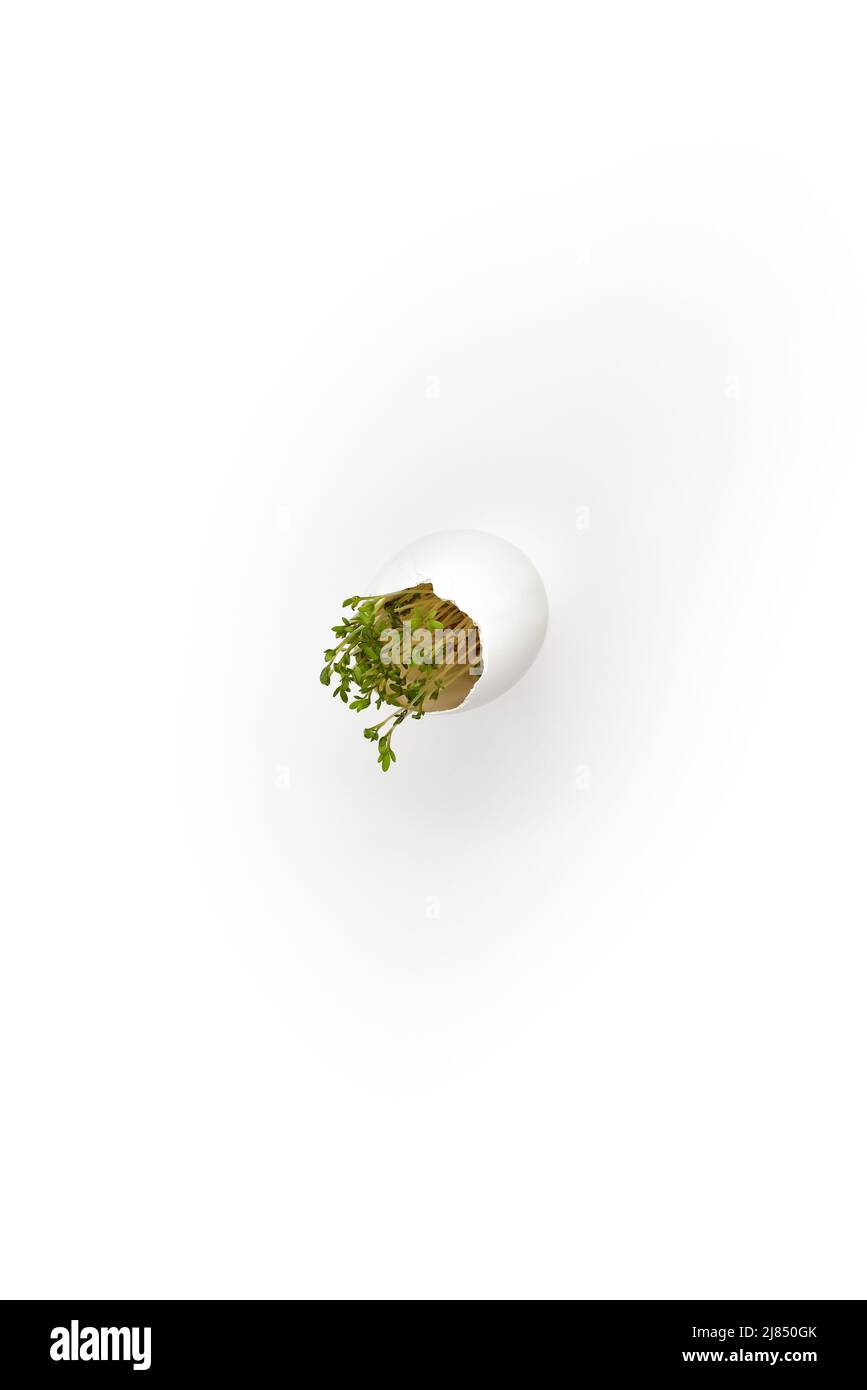 Uovo di pollo bianco con germogli verdi germogliati durante il volo e la levitazione. Volo e levitazione dell'uovo di Pasqua su sfondo bianco. Foto Stock