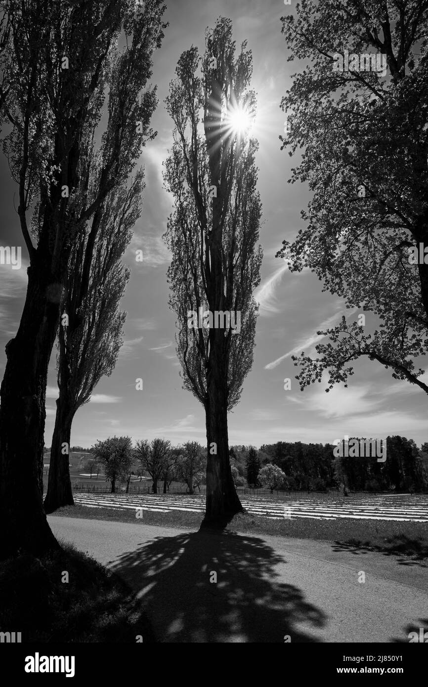 Il sole splende dietro gli alberi di pioppo a Pappelallee a Karlsruhe Hohenwettersbach, Germania Foto Stock