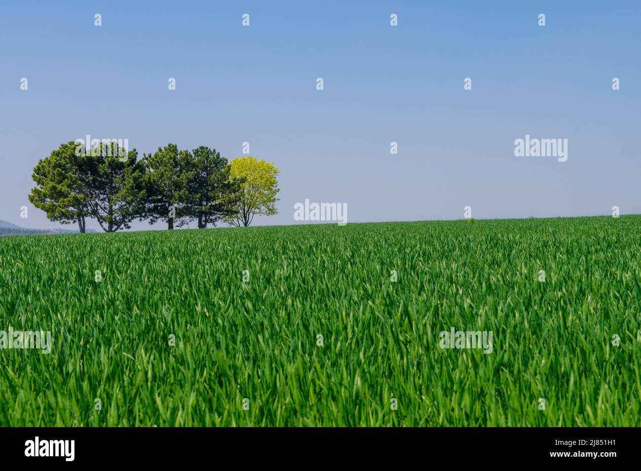Alberi all'orizzonte su un campo verde contro il cielo blu chiaro in primavera Foto Stock