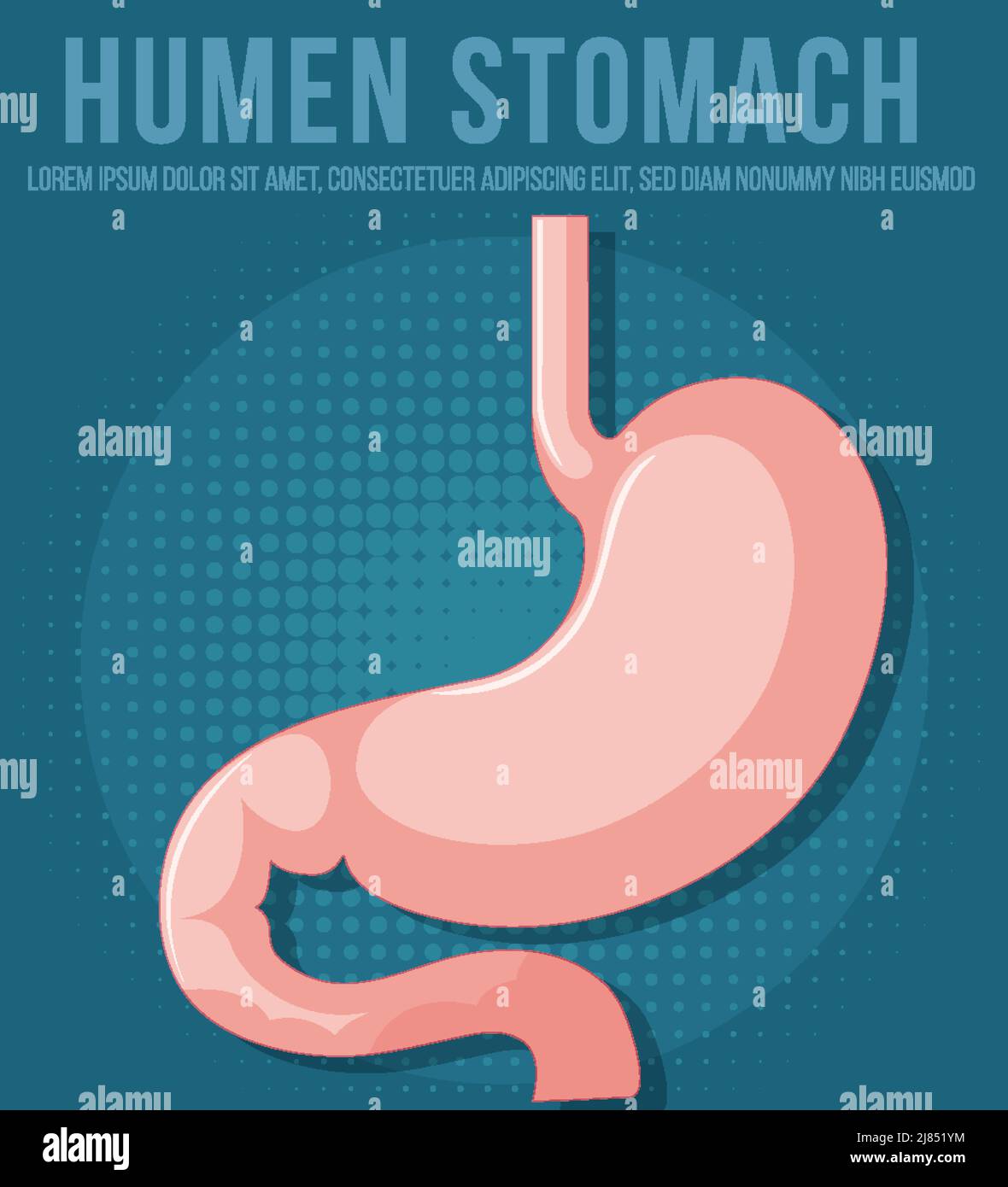 Organo interno umano con illustrazione dello stomaco Illustrazione Vettoriale