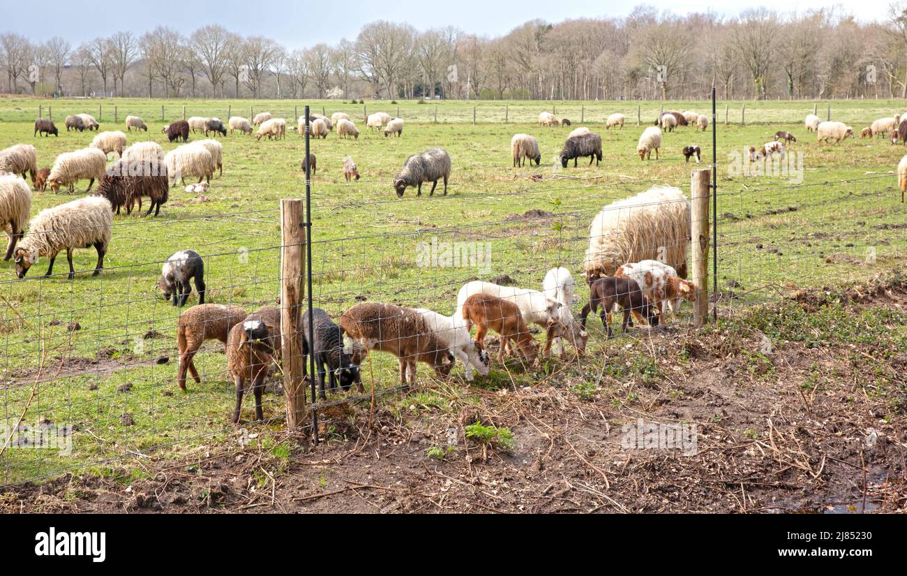 Pecora madre e molti agnelli su un campo Foto Stock