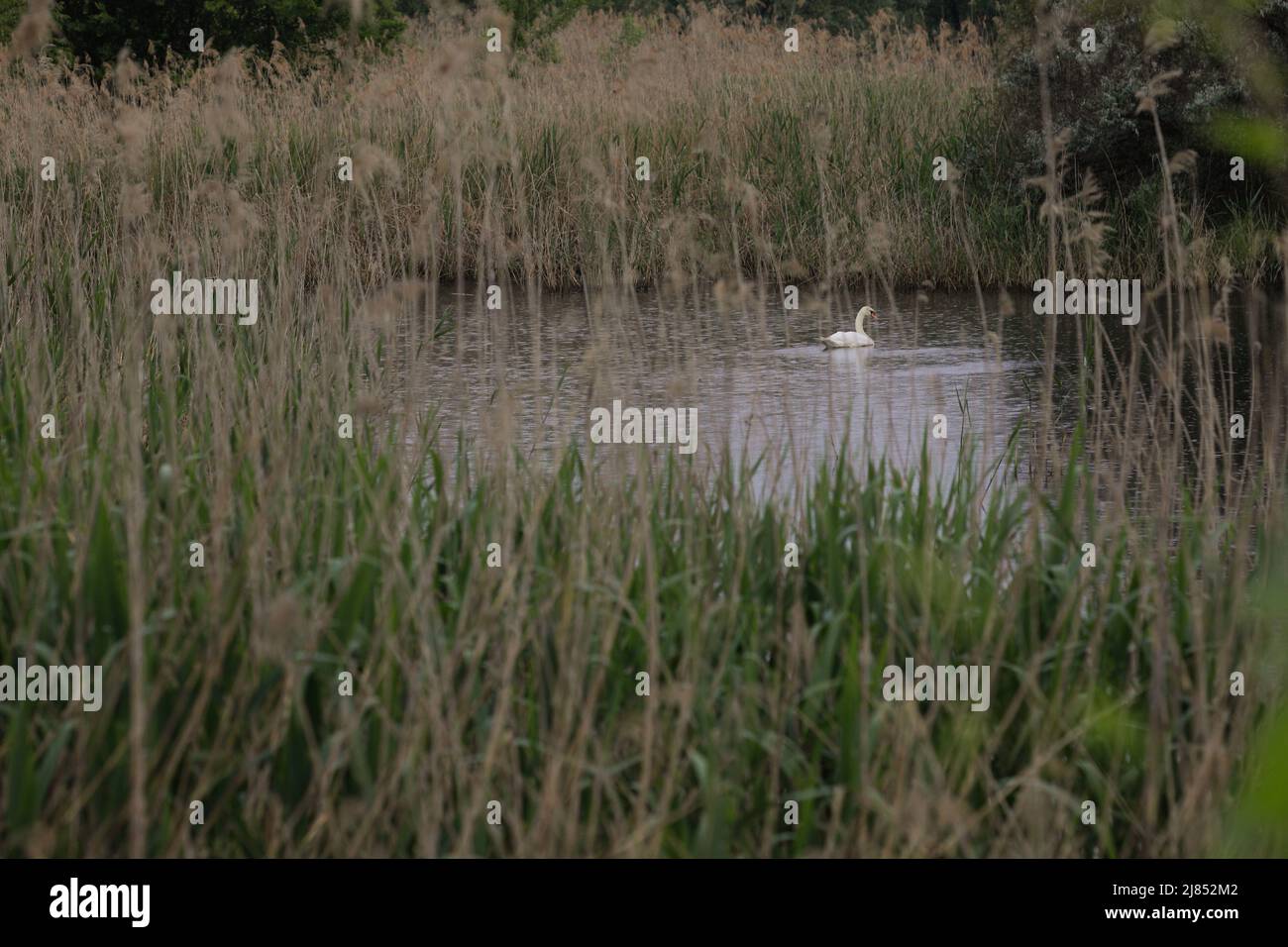 Cigno bianco su uno stagno nel Parco Naturale di Vacaresti a Bucarest, Romania, durante una giornata di primavera piovosa. Foto Stock