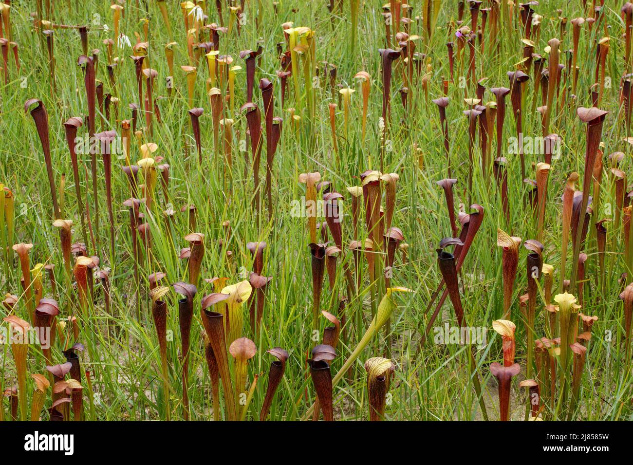 Campo di pianta pallida caraffa, Sarracenia alata, Alabama, USA Foto Stock