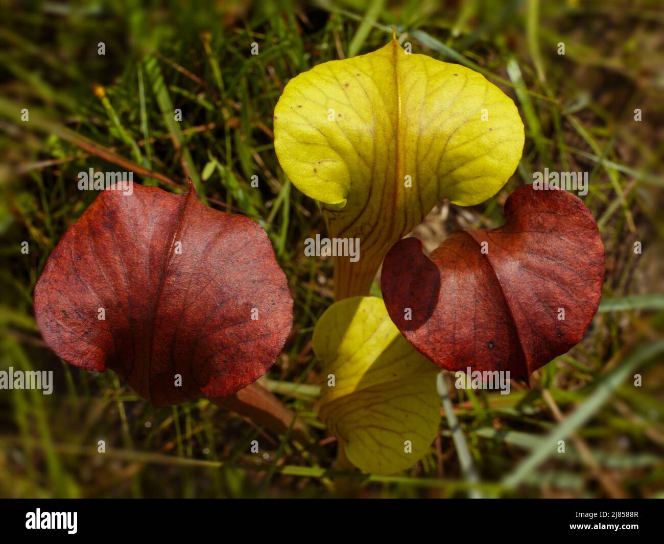 Pianta di caraffa pallida, Sarracenia alata, Alabama, USA Foto Stock