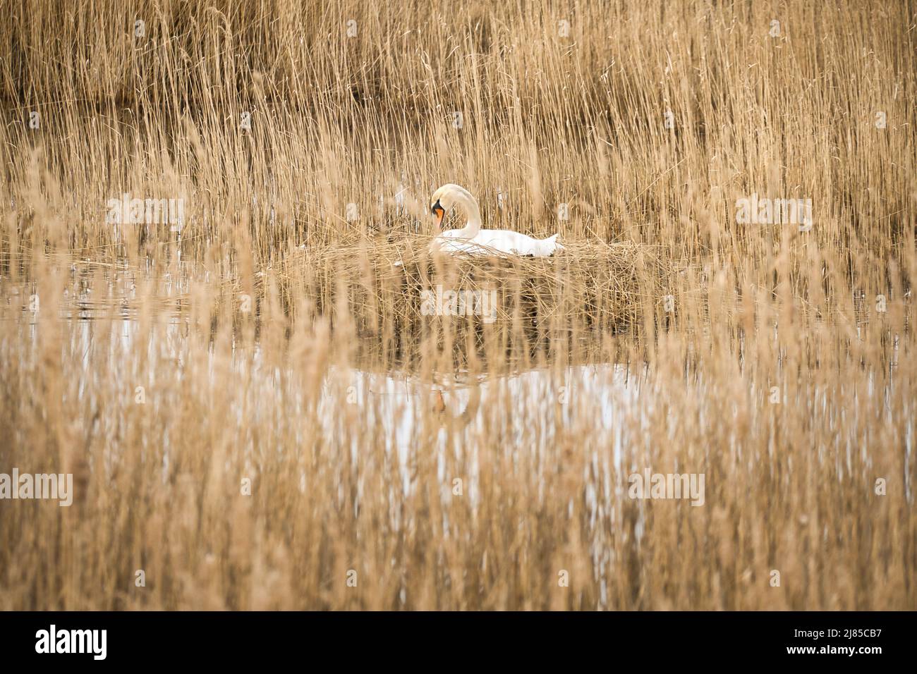 Mute cigno che riprodera su un nido nelle canne dei Darrs vicino Zingst. Animali selvatici in natura. Uccelli eleganti Foto Stock