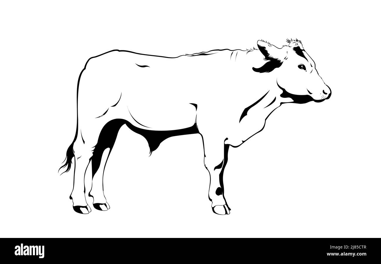 Illustrazione di un toro in stile lineare Illustrazione Vettoriale
