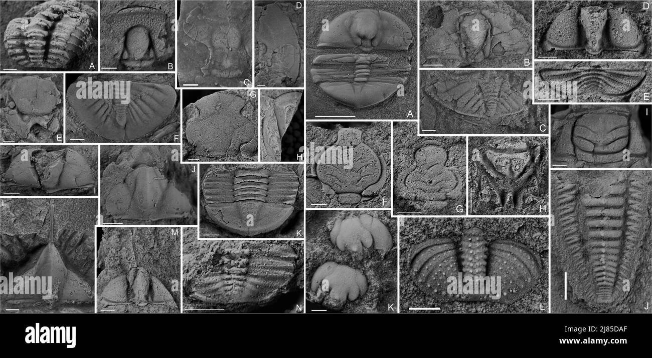 Kuming. 13th maggio 2022. La foto mostra la nuova associazione trilobita documentata durante il tardo ordoviciano scoperto nella contea di Zhenxiong, nella provincia di Yunnan della Cina sud-occidentale. PER ANDARE CON 'Cientists scoprire nuova associazione trilobita oltre 400 mln anni fa in Yunnan della Cina ' credito: Xinhua/Alamy Live News Foto Stock