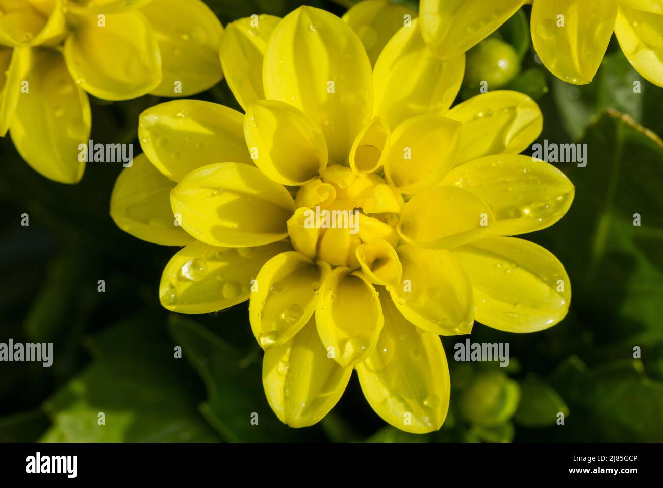 Fiore giallo di Dahlia con gocce d'acqua. Foto Stock