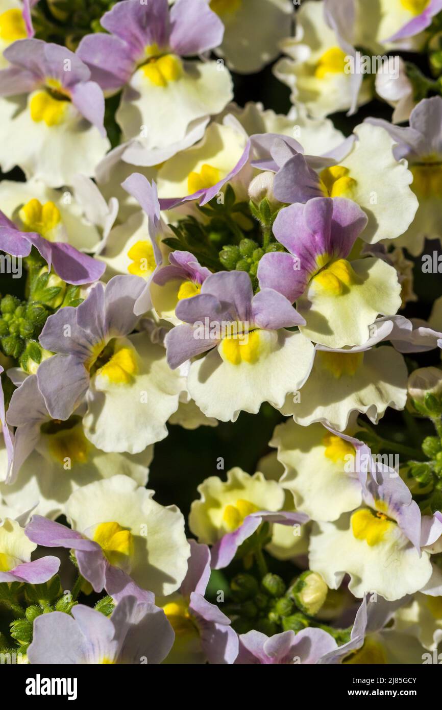 Nemesia 'Easter Bonnet' fiori primo piano in primavera Regno Unito Foto Stock