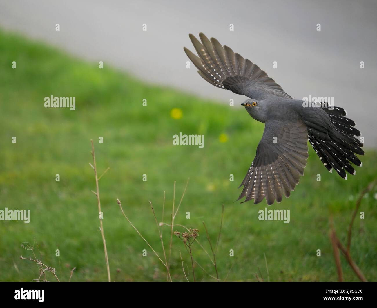 Cuculus canorus, singolo uccello maschile in volo, Scozia, maggio 2022 Foto Stock