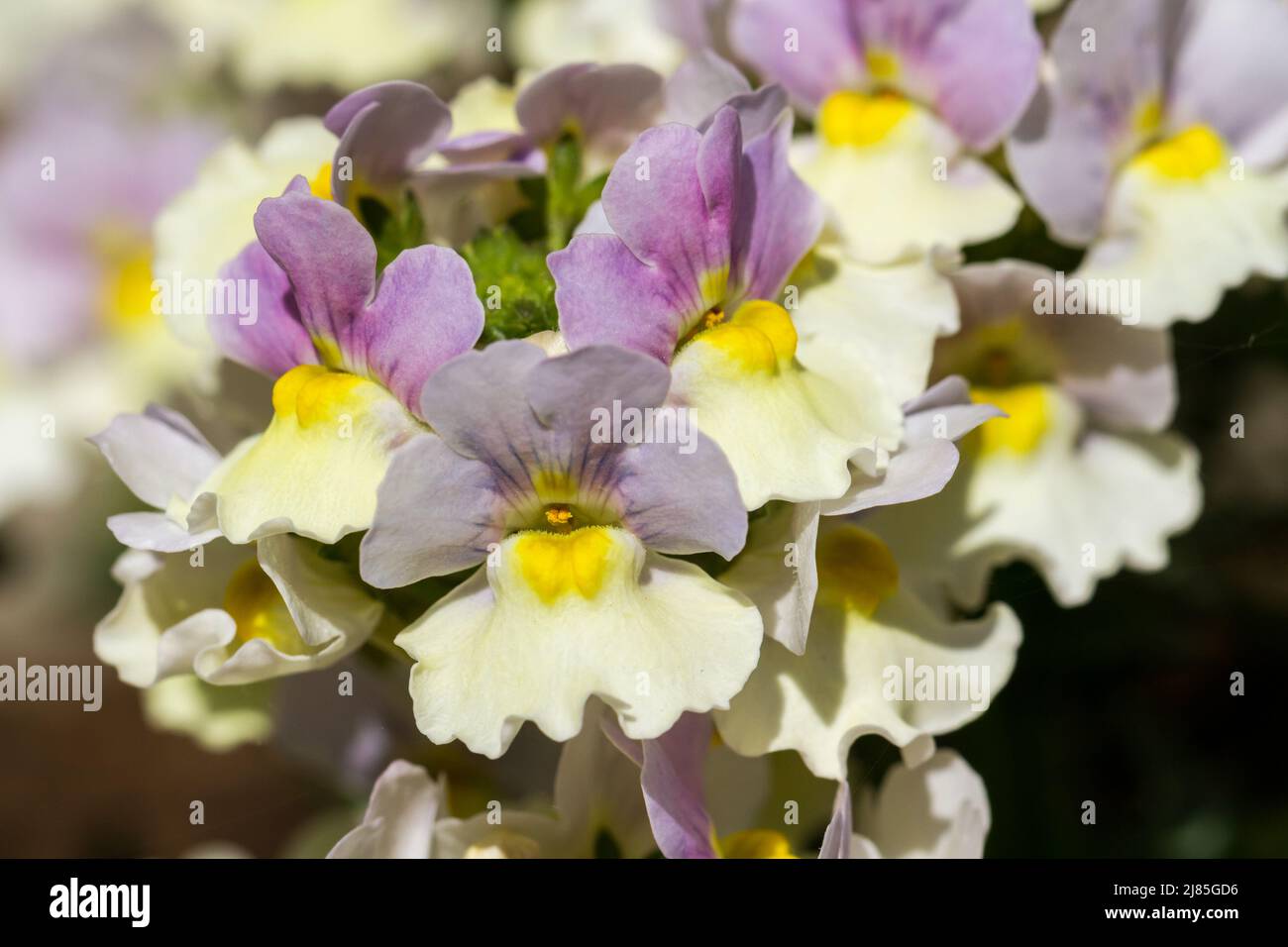 Nemesia 'Easter Bonnet' fiori primo piano in primavera Regno Unito Foto Stock