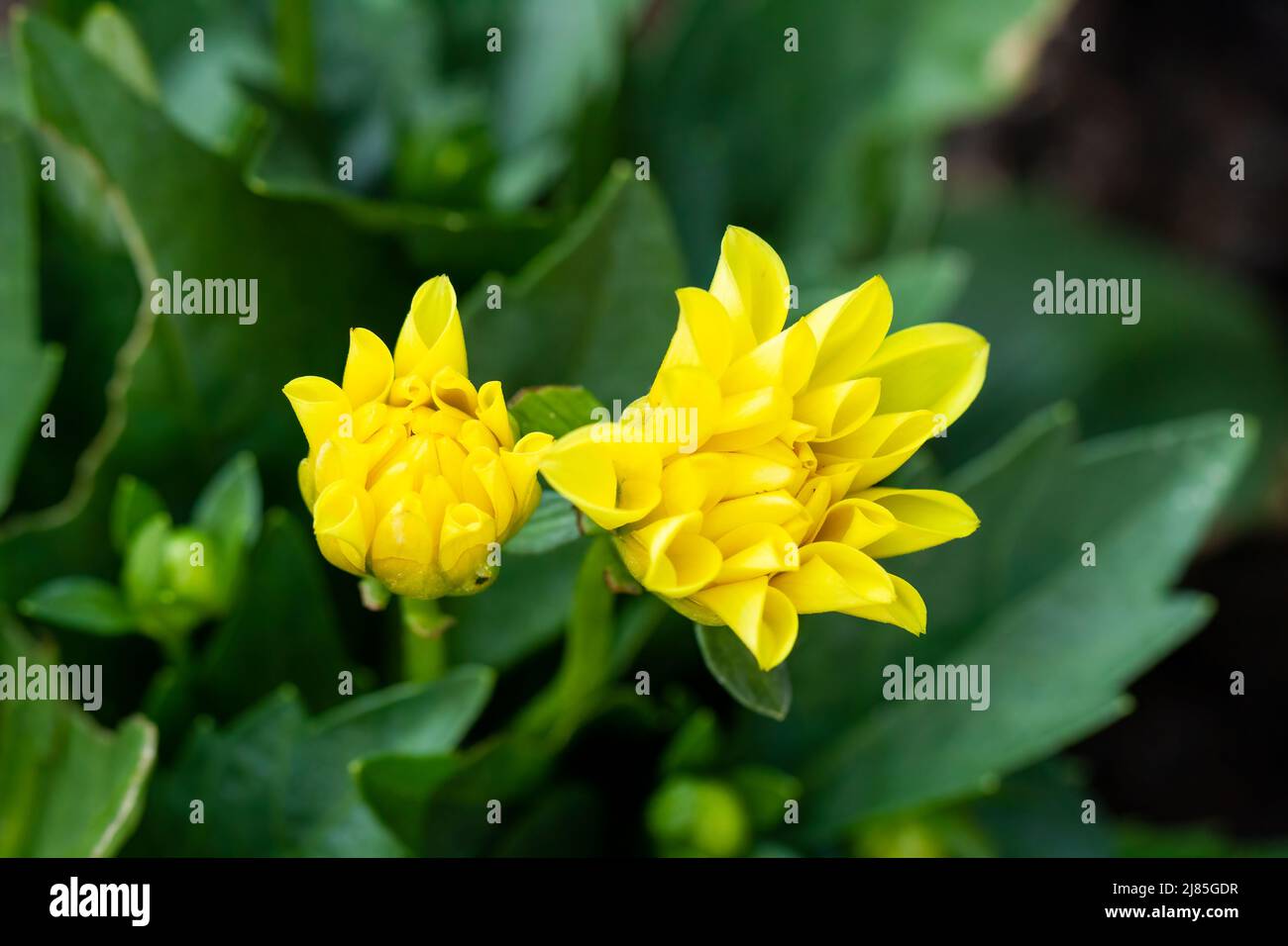 Dahlias giallo Dahlietta che inizia a fiorire in primavera Regno Unito Foto Stock