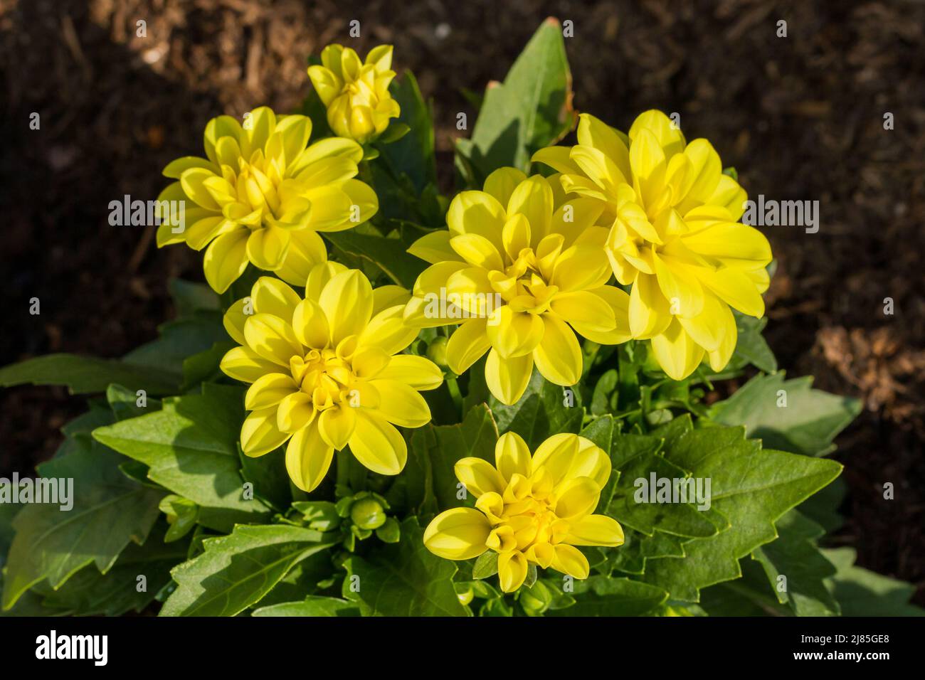 Giallo Dahlias Dahlietta fiori in primavera Regno Unito Foto Stock