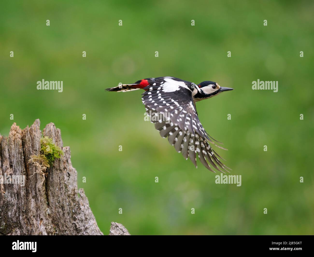 Grande-spotted picchio, Dendrocopos maggiore, single femmina in volo, Scozia, maggio 2022 Foto Stock