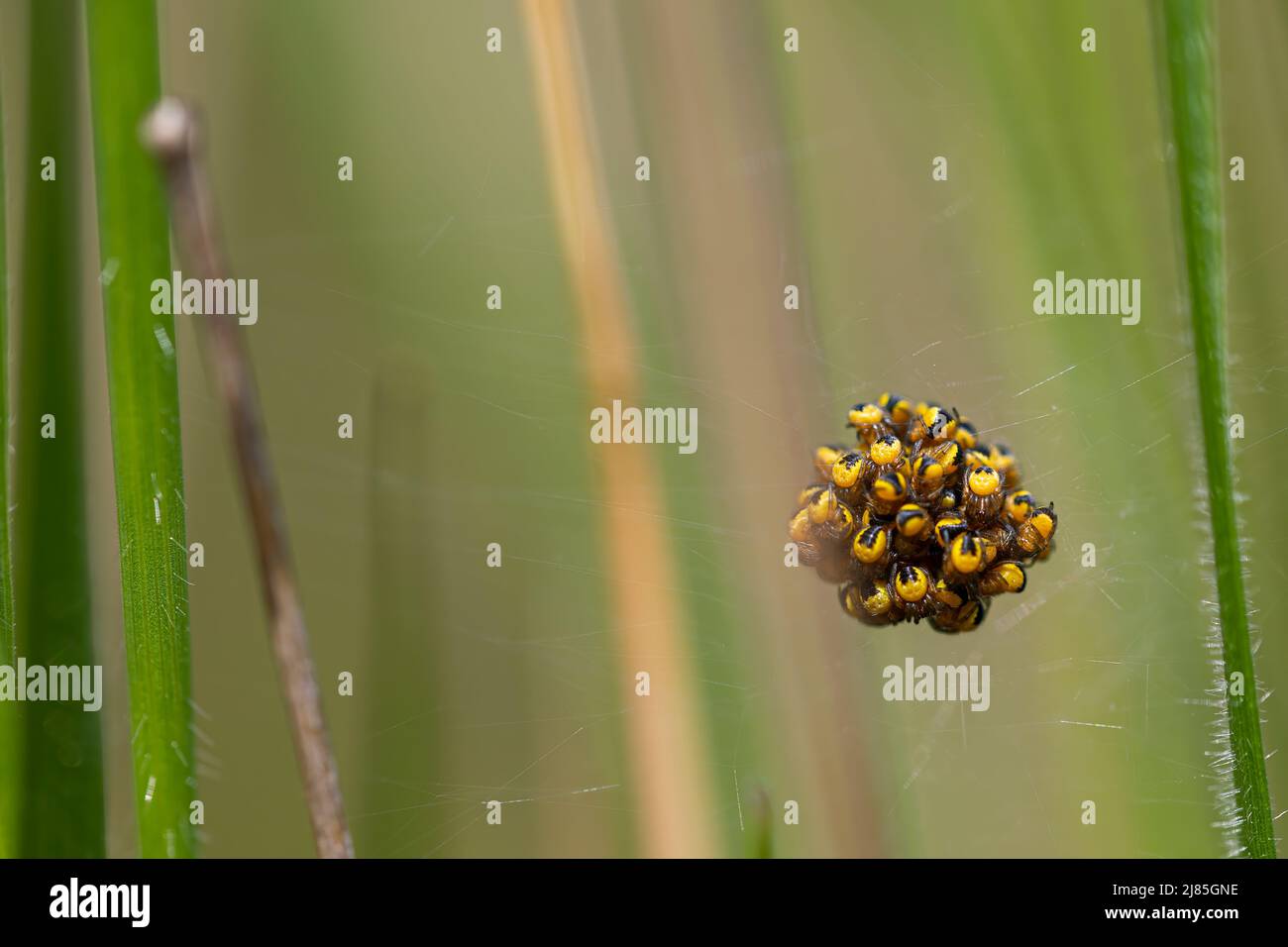 ragni della specie araneus diadematus nel loro nastro insieme. lotti di bambini neri e gialli. Fotografia macro. Orizzontale e spazio di copia. Natura Foto Stock