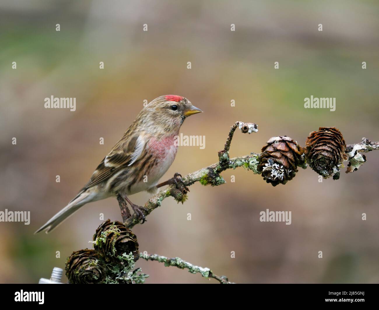 Minor redpoll, Acanththis cabaret, Single Bird on Branch, Scozia, maggio 2022 Foto Stock