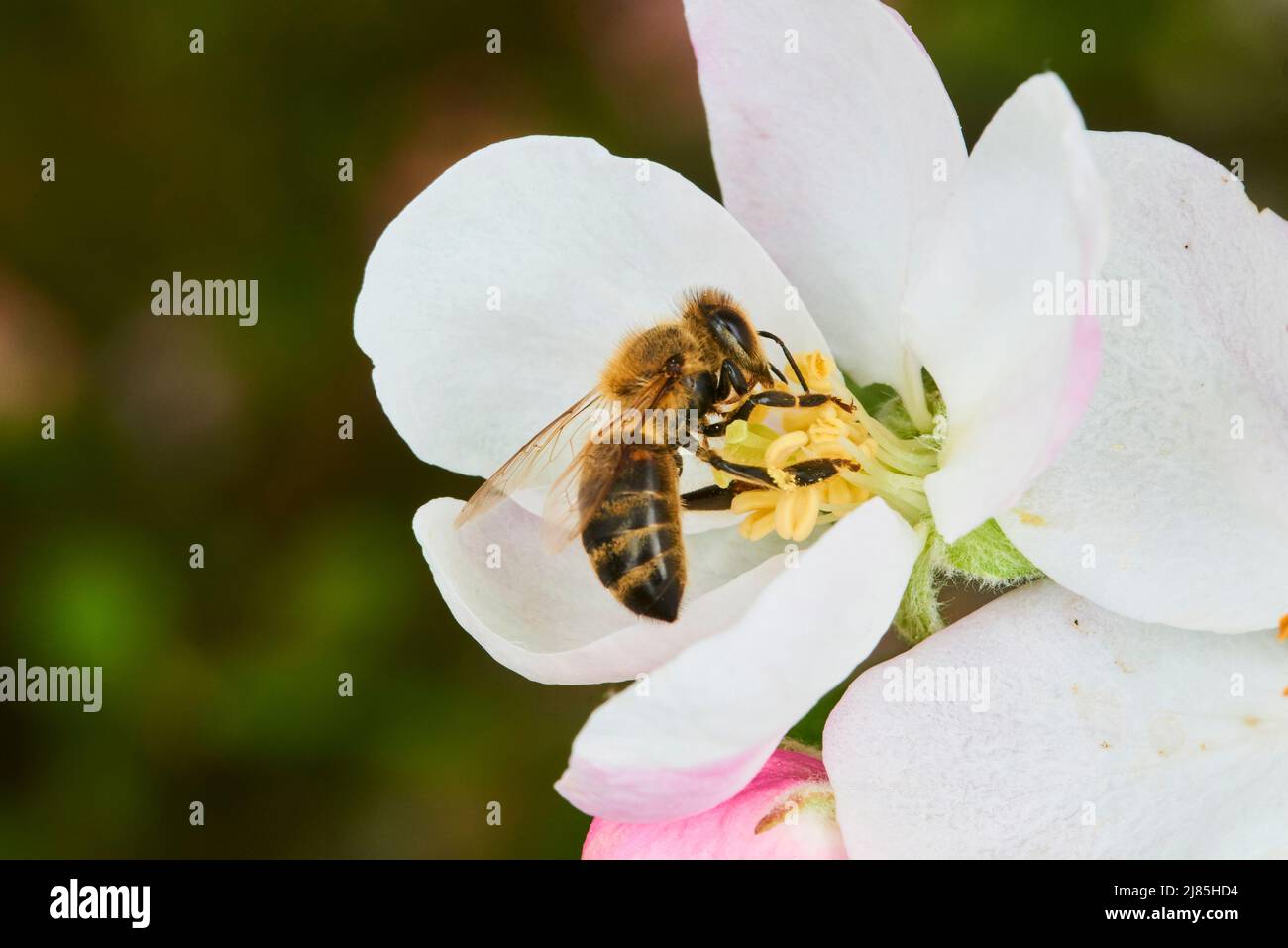 Fiori di mela impollinante dell'ape. Un'ape che raccoglie polline e ...