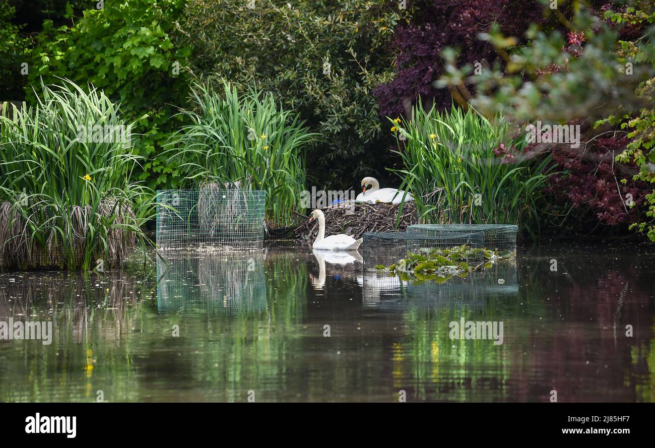 Brighton UK 13th May 2022 - i cigni sorvegliano il loro nido nel Queens Park Brighton in una mattinata di sole come il tempo caldo è previsto per il fine settimana: Credit Simon Dack / Alamy Live News Foto Stock