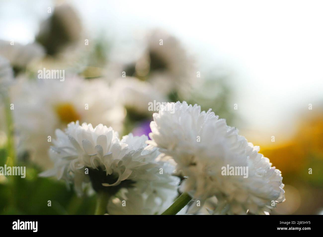 Prato primaverile con Daisies. Mattina presto. Daisy Fiori con la rugiada gocce nella luce del mattino. Vista ad angolo basso. Campo a margherita. Foto Stock