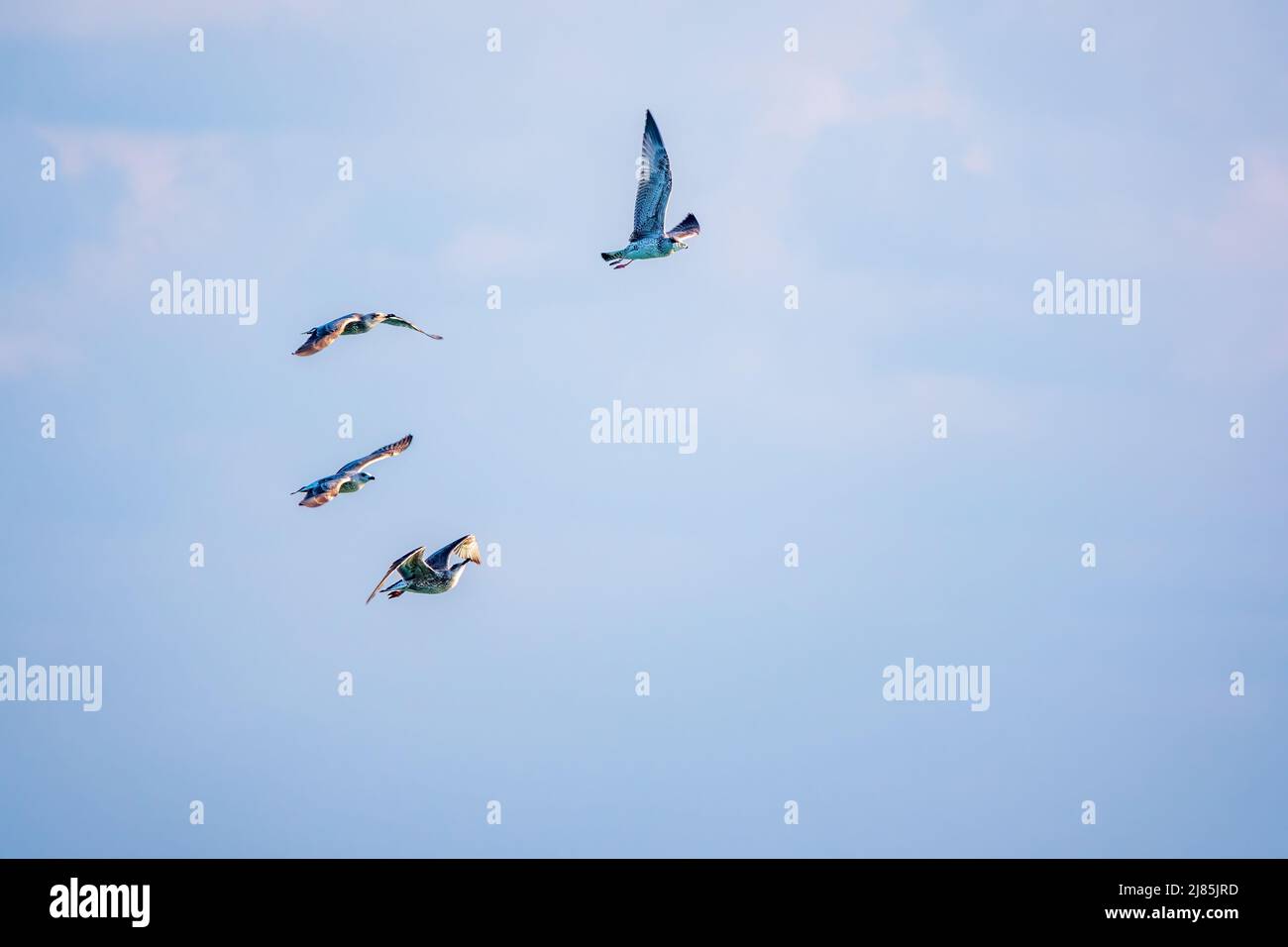 Quattro gabbiani di mare nel cielo azzurro chiaro. Il grande gabbiano nero-backed, Larus marinus, volando in cielo blu chiaro sfondo, Foto Stock