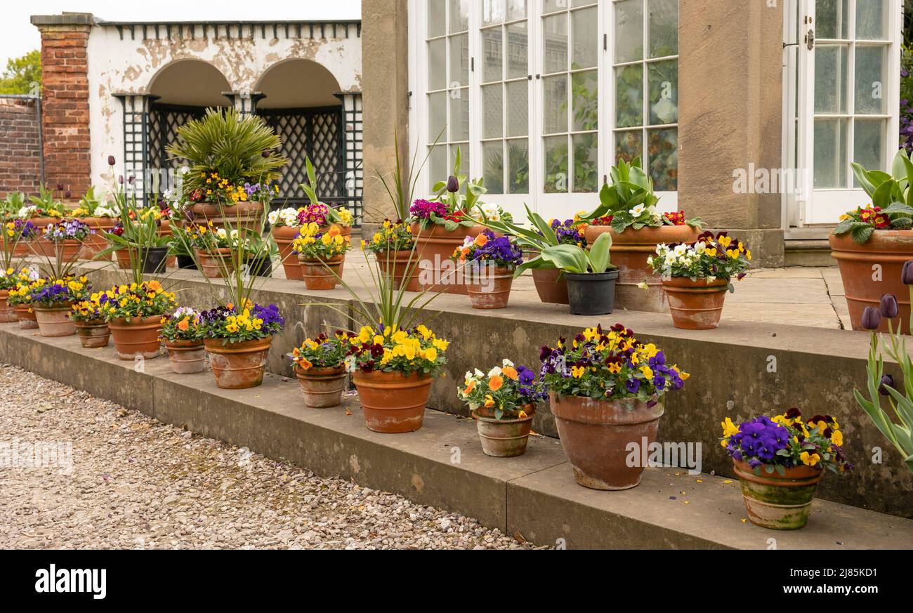 scena giardino con fiori di viola e sanvitalia procumbens in pentole di terracotta Foto Stock