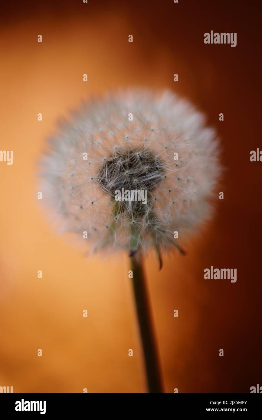 Soffice fiore di dente di leone su sfondo marrone scuro lucido. Foto Stock